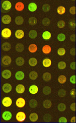 microarray